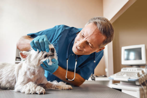 Best Emergency Dental Extractions in Marionville, MO